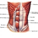 abdominals736541.jpg