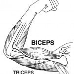 Biceps and Triceps