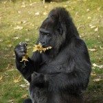 Eat to Get Big