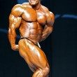 Mr. Olympia 2007