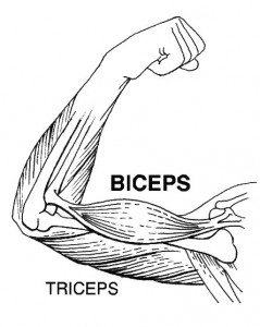 Biceps and Triceps