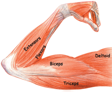 arm-muscles